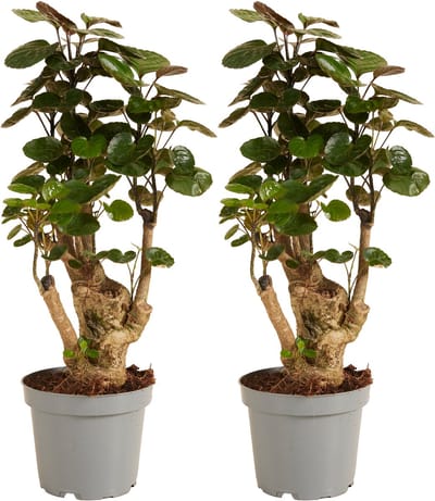 Bloomique - Set van 2 - Polyscias Fabian - Aralia - Kamerplanten - Luchtzuiverend - Diervriendelijk - Gemakkelijk in onderhoud - Hoogte 30-40 cm - Pot 12 cm