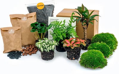doe-het-zelf Terrarium navul- en startpakket met 6 verschillende soorten Terrarium planten