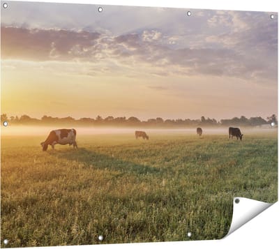Gards Tuinposter Koeien in de Wei tijdens Zonsopkomst - 120x90 cm - Tuindoek - Tuindecoratie - Wanddecoratie buiten - Tuinschilderij