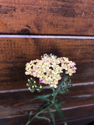 6 x Achillea mill. 'Wesersandstein' - Duizendblad - P9 Pot (9 x 9cm) - Dima Vaste Planten