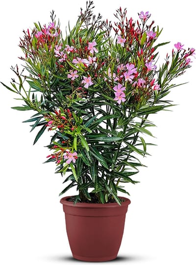 Nerium Oleander - Oleander Roze - Roze bloemen - Pot ⌀ 27cm - Hoogte 80-100cm