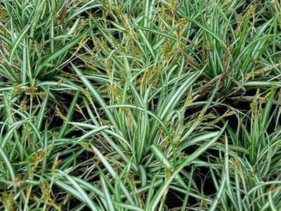6x Zegge - Carex ornithopoda 'Variegata' | 9x9 cm pot