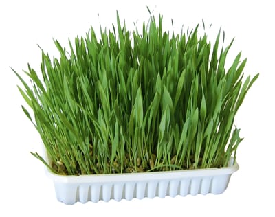 100g Knaagdiergras