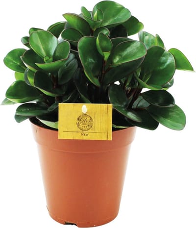 Plantenboetiek.nl | Peperomia Burning Bush - Ø15cm - 25cm hoog - Kamerplant - Groenblijvend - Cactus & Vetplanten