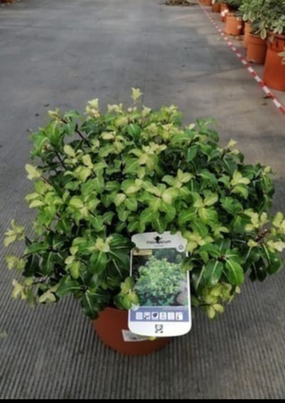 Pittosporum ten. 'Gold Star' - Australische Laurier 30- 40 cm in pot