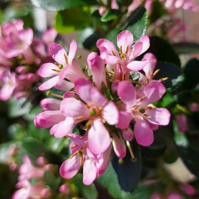 12 x Escallonia laevis 'Pink Elle' - Escallonia in C2(liter) pot met hoogte 20-40cm