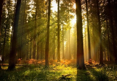 Fotobehang Forest Trees Beam Light Nature | XL - 208cm x 146cm | 130g/m2 Vlies