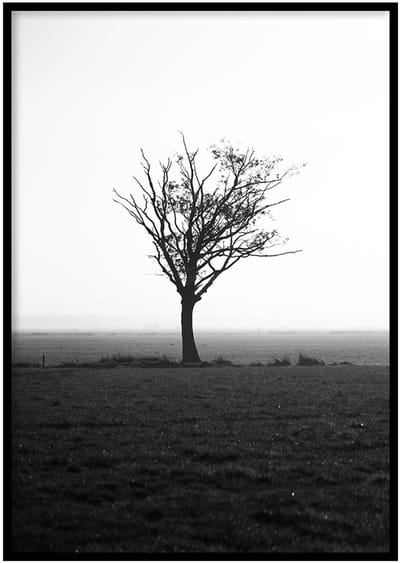 Poster Boom en mist- 30x40cm met Fotolijst – Natuur Poster – Ingelijst
