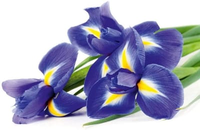 Fotobehang - Iris 375x250cm - Vliesbehang