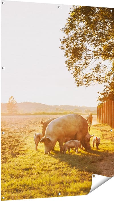 Gards Tuinposter Varken Familie - Varkens - 100x150 cm - Tuindoek - Tuindecoratie - Wanddecoratie buiten - Tuinschilderij
