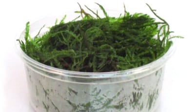 Moerings Vesicularia dubyana (javamos) in 80 cc cup