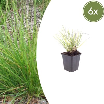 Tuinplantenshop.com | Sesleria autumnalis | 6 stuks - Ø9cm - 10-25cm hoog - Tuinplant