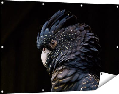 Gards Tuinposter Zwarte Kaketoe - 120x80 cm - Tuindoek - Tuindecoratie - Wanddecoratie buiten - Tuinschilderij