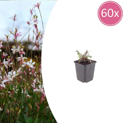 Tuinplantenshop.com | Gaura l. 'Siskiyou Pink' | 60 stuks - Ø9cm - 10-25cm hoog - Tuinplant