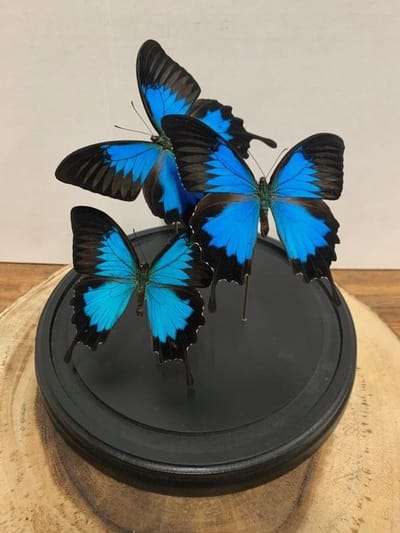 Stolp met Papilio Ulysses (3)