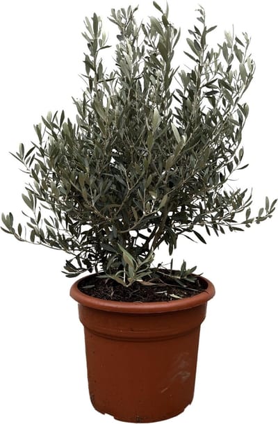 Olea Europaea struik - 130cm- ø35