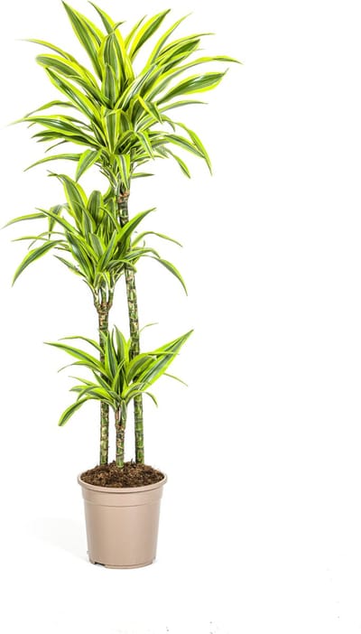 Plantenboetiek.nl | Dracaena Deremensis Lemon Lime - Ø24cm - 130-140cm hoog - Kamerplant - Groenblijvend
