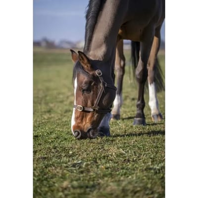 Norton Equestrian Club Leather Halster Bruin Full