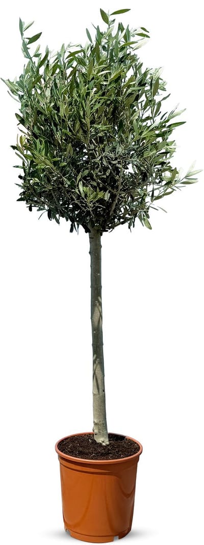 Sunny Tree - Winterharde Olijfboom op Stam 130 cm - Olea Europaea - 7 Jaar Oud - Winterhard - Groenblijvend