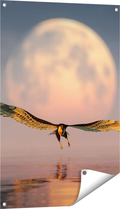 Gards Tuinposter Adelaar boven het Water bij de Maan - 60x90 cm - Tuindoek - Tuindecoratie - Wanddecoratie buiten - Tuinschilderij