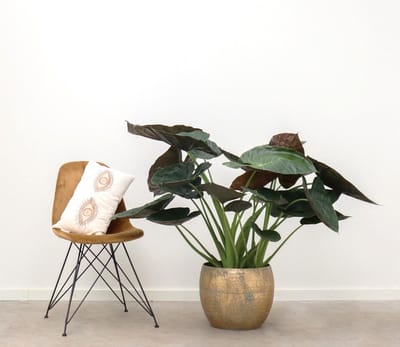 Alocasia Wentii - 80cm