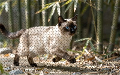 Puzzel Siamese kat in het bamboepark | 1000 stukjes | Dierenpuzzel | Kattenpuzzel