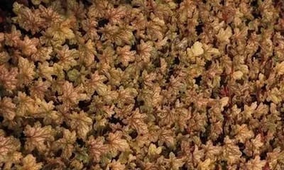 6x Purperklokje - Heuchera hybr. 'Ginger Ale' | 9x9 cm pot