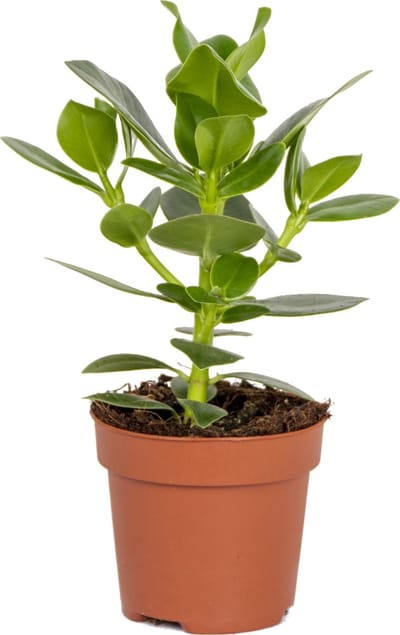 Bloomique - Clusia Rosea - Varkensboom - Kamerplanten - Luchtzuiverend - Gemakkelijk Te Verzorgen - Hoogte 20-30 cm - Pot 12 cm