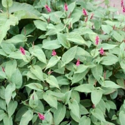6 x  Persicaria amplexicaulis 'Inverleith' - DUIZENDKNOOP, ADDERWORTEL - pot 9 x 9 cm