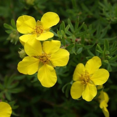 Potentilla Fruticosa 'Elizabeth' - Ganzerik|Vijfvingerkruid 25-30 cm in pot