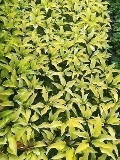 6x Hartlelie - Hosta hybr. 'Fire Island' | 9x9 cm pot