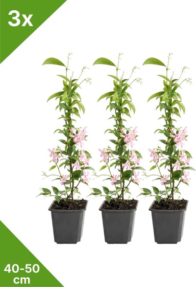 GARDENZO - 3x Roze Toscaanse Jasmijn (Trachelospermum 'Pink Showers') in P9 - 40/50 cm