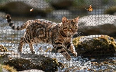 Puzzel Bengaalse kat in het water | 1000 stukjes | Dierenpuzzel | Kattenpuzzel