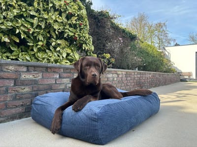 Dog's Companion Hondenkussen / Hondenbed - XS - 55 x 45 cm - Rafblauw Double Ribcord