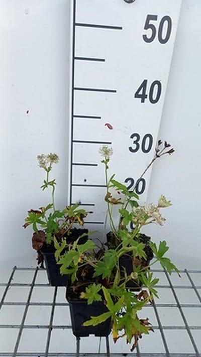 6x Zeeuws knoopje - Astrantia maj. 'Snowstar'® | 9x9 cm pot