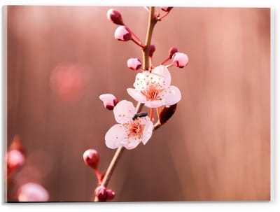 Acrylglas - Tak met Roze bloemen en Roze Knopjes  - 40x30cm Foto op Acrylglas (Met Ophangsysteem)