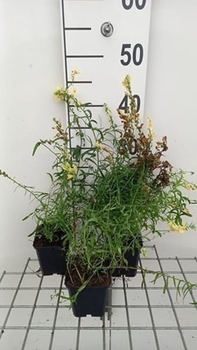 6x Linaria - Linaria vulgaris | 9x9 cm pot