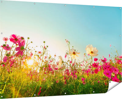 Gards Tuinposter Kosmos Bloemenveld met een Opkomende Zon - 180x120 cm - Tuindoek - Tuindecoratie - Wanddecoratie buiten - Tuinschilderij