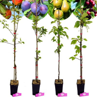Set van 4 fruitbomen - 1 Appel, 1 Peer, 1 Kers, 1 Pruim - Hoogte 70/100cm - 11cm pot - Mix A