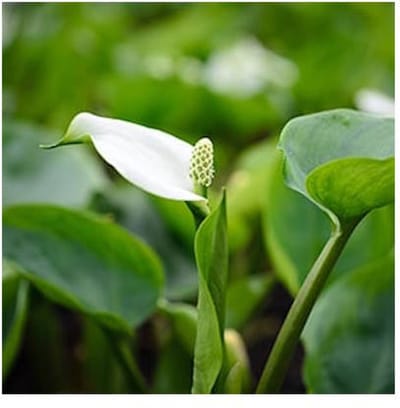 Moerings Calla Palustris | Slangenwortel | In 18CM Mand Kant en Klaar