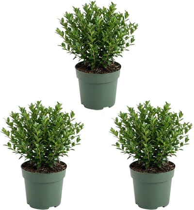 Bloomique - Set van 3 - Ilex Crenata Jenny - Japanse Hulst - Wintergroen - Winterhard - Balkonplanten - 10-20cm Hoog - Pot 10cm