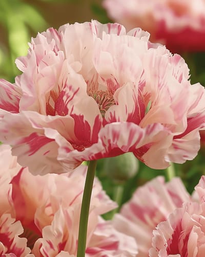2 sets - Papaver Zaden Flemish Antique Tweejarig Bloemenzaden