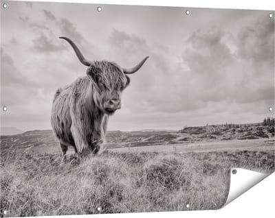 Gards Tuinposter Schotse Hooglander in de Wei - Zwart Wit - 120x80 cm - Tuindoek - Tuindecoratie - Wanddecoratie buiten - Tuinschilderij
