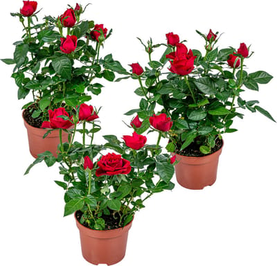 Bloomique - Set van 3 - Potroos Rood - Geschikt voor zowel binnen als buiten - Kamerplanten - Tuinplanten - Terrasplanten - Winterhard - Hoogte 20-30 cm - Pot 12 cm