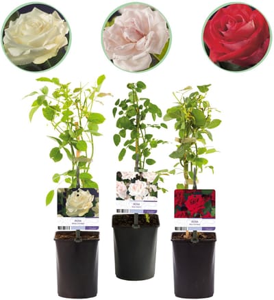 Plantenboetiek.nl | Klimroos - Rosa Tricolour - Bloemen Roze Wit Rood - Weinig onderhoud - 3 planten - Ø10cm - 30-40cm hoog - Tuinplant