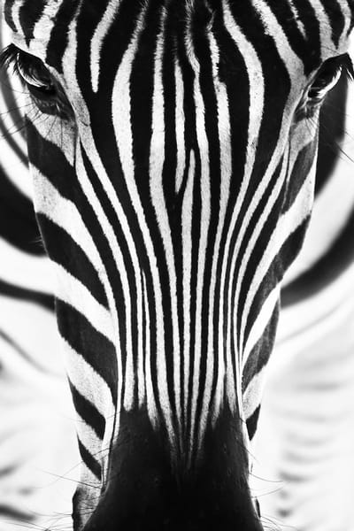 Black & white – 60cm x 90cm - Fotokunst op PlexiglasⓇ incl. certificaat & garantie.
