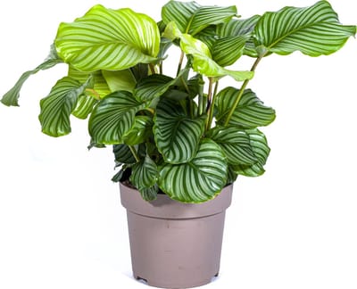 Plantenboetiek.nl | Calathea Orbifolia - Ø27cm - 70-90cm hoog - Kamerplant - Groenblijvend
