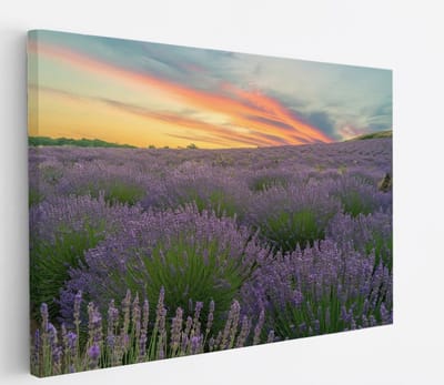 Saammp Canvas Schilderij - Lavendel planten - Bloemen - Landschap - Natuur - 45x30 - Foto op canvas - Wanddecoratie - Muurdecoratie Woonkamer - Slaapkamer decoratie - Canvas Print