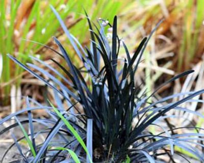 Plants Online - Tuinplanten - Zwarte Slangenbaard - Pot 20-25 cm - set van 10 - Bloeiende plant - Vruchtdragend - Weinig onderhoud - Wintergroen