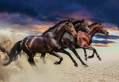 Fotobehang Horse Pony | XL - 208cm x 146cm | 130g/m2 Vlies
